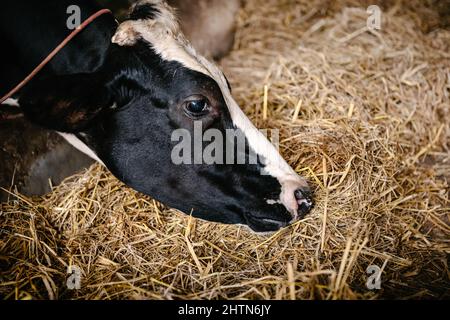 Kuhfütterung Weidegras in Milchviehfarm, Business Livestock und Landwirtschaft Unternehmer. Milchwirtschaft Stockfoto