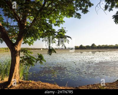 Lily Creek Lagoon in Lakeside, Kununurra, East Kimberley Stockfoto