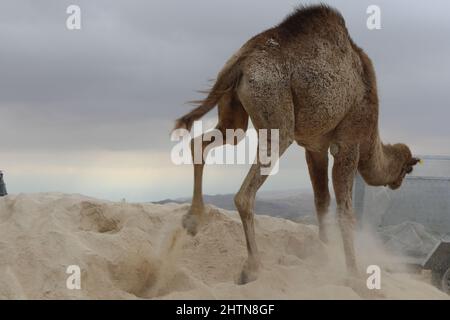 Porträt eines Kamels in der Natur Farm Landschaft Stockfoto