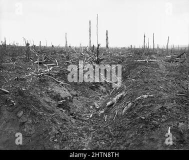 September. Blick auf den alten deutschen Graben und die gestrahlten Bäume im Delville Wood. September 1916. Stockfoto