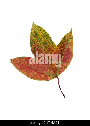 Ahornblatt isoliert auf weißem Hintergrund. Herbst saisonales Themenkonzept Stockfoto