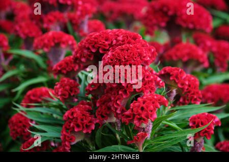 cockscomb sind interessante Zierpflanzen, ähnlich in Form und Verwendung zu Amaranth. Sie werden wegen ihrer hühnenkamm-ähnlichen Farbe als Scheitelbäume bezeichnet Stockfoto