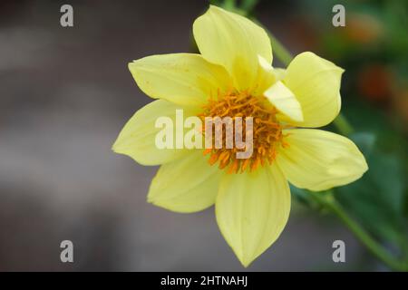 Schöne Wildblumen im Park von Ho Chi Minh City, Vietnam Stockfoto