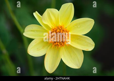 Schöne Wildblumen im Park von Ho Chi Minh City, Vietnam Stockfoto
