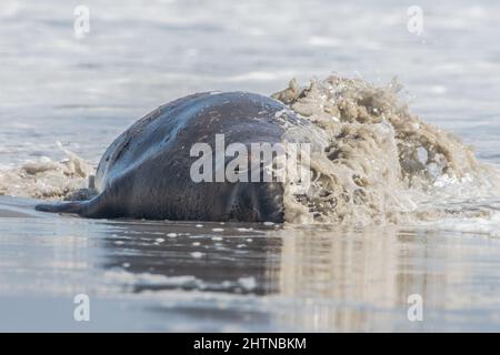 Wellen, die sich über einer schlafenden nördlichen Elefantenrobbe (Mirounga angustirostris) am Drakes Beach in Nordkalifornien waschen. Das Meeressäuger schläft weiter. Stockfoto