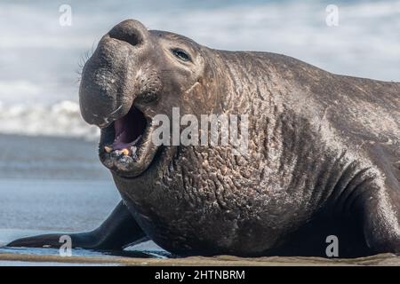 Ein männlicher Bulle, die nördliche Elefantenrobbe (Mirounga angustirostris), brüllt am Drakes Beach in Point Reyes California - das Brüllen signalisiert seine Dominanz. Stockfoto