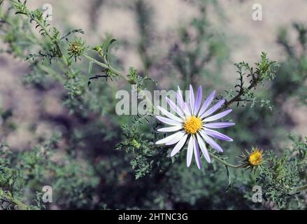 Hellrosa Aster an einem warmen Sommertag im Rio Grande Valley von New Mexico. Stockfoto