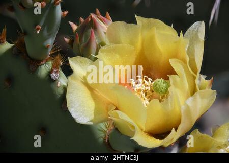 Engelmann Prickly Pear oder Texas Prickly Pear fotografiert in einem Garten in New Mexico Stockfoto