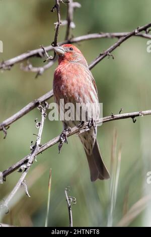 Haus Finch männlich auf Baum Zweig thront. Stanford, Santa Clara County, Kalifornien, USA. Stockfoto