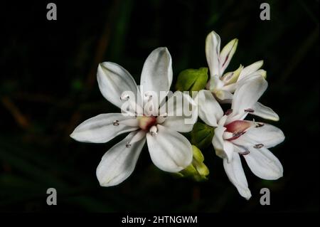 Milchmädchen (Burchardia umbellata) sind so häufig, dass manche Leute denken, sie seien Unkraut - aber sehr hübsches Unkraut! Hochkins Ridge Flora Reserve in Croydon North Stockfoto