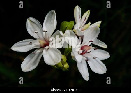 Milchmädchen (Burchardia umbellata) sind so häufig, dass manche Leute denken, sie seien Unkraut - sehr hübsches Unkraut! Hochkins Ridge Flora Reserve in Croydon North. Stockfoto