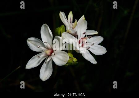 Milchmädchen (Burchardia umbellata) sind so häufig, dass manche Leute denken, sie seien Unkraut - sehr hübsches Unkraut! Hochkins Ridge Flora Reserve in Croydon North. Stockfoto