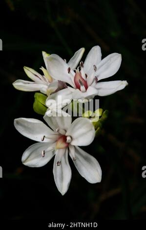 Milchmädchen (Burchardia umbellata) sind so häufig, dass manche Leute denken, sie seien Unkraut - sehr hübsches Unkraut! Hochkins Ridge Flora Reserve in Croydon North. Stockfoto