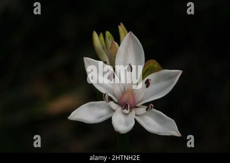 Milchmädchen (Burchardia umbellata) sind so häufig, dass manche Leute denken, sie seien Unkraut - sehr hübsches Unkraut! Hochkins Ridge Flora Reserve in Croydon North. Stockfoto