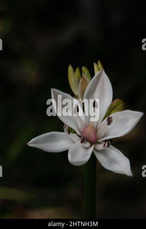 Milchmädchen (Burchardia umbellata) sind so häufig, dass manche Leute denken, sie seien Unkraut - sehr hübsches Unkraut! Hochkins Ridge Flora Reserve in Croydon North. Stockfoto