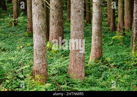 Baumstämme in einem Wald mit grüner Vegetation auf dem Boden Stockfoto