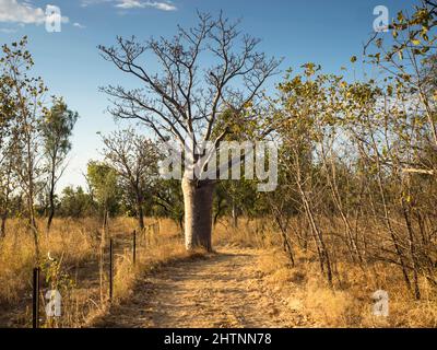 Boab Tree (Adansonia gregorii) entlang einer Bahnhofsstrecke, Parry Lagunen. East Kimberley Stockfoto