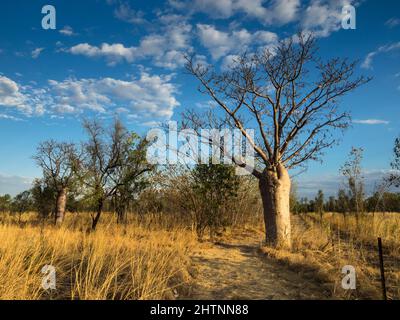 Boab Tree (Adansonia gregorii) entlang einer Bahnhofsstrecke, Parry Lagunen. East Kimberley Stockfoto