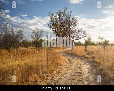 Boab Tree (Adansonia gregorii) entlang einer Bahnhofsstrecke, Parry Lagunen. East Kimberley Stockfoto