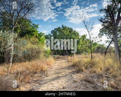 Bahnhofspfad vorbei an Jungboab-Bäumen (Adansonia gregorii), Parry-Lagunen, East Kimberley Stockfoto