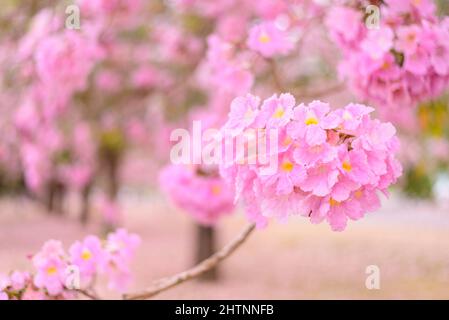 Nahaufnahme der Rosa Trompetenbaumreihe Stockfoto