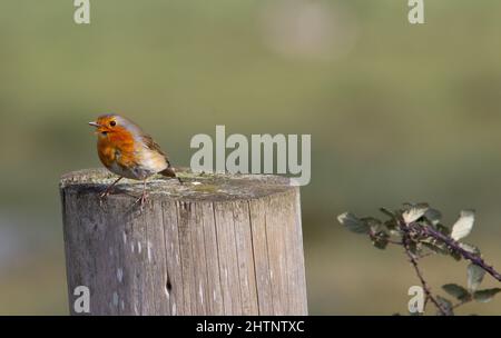 Erwachsene männliche Rotkehlchen ruht auf einem Zaunpfosten in der Winter mit einem natürlichen grünen Hintergrund Stockfoto