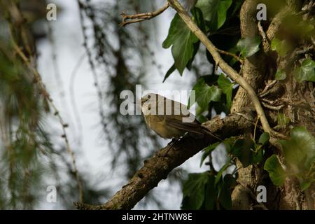 Junger Rotkehlchen, der auf einem Ast in einem Baum mit natürlichem grünem Hintergrund ruht Stockfoto