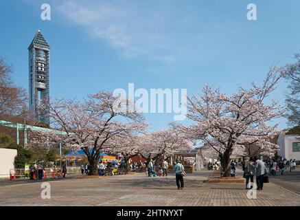 Nagoya, Japan - 29. März 2008: Der Blick auf den Higashiyama Zoo und den Botanischen Garten in der Frühlingssakura-Kirschblütensaison mit dem Higashiyama Stockfoto