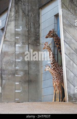 Giraffenfamilie im Higashiyama Zoologischen Garten im Höhendiagramm Hintergrund. Nagoya. Japan Stockfoto