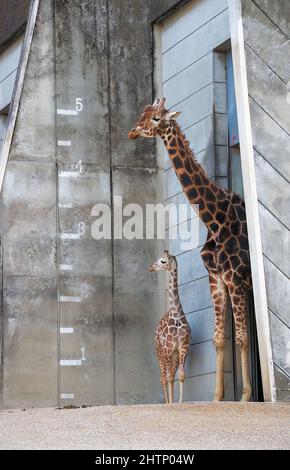 Giraffe mit seinem Baby im Higashiyama Zoologischen Garten auf der Höhenkarte im Hintergrund. Nagoya. Japan Stockfoto