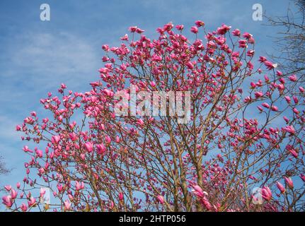 Der Blick auf die wunderschöne lila japanische Magnolie (Magnolia liliiflora) blüht auf dem blauen Himmel Hintergrund im Frühjahr. Japan Stockfoto