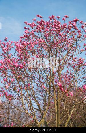 Der Blick auf die wunderschöne lila japanische Magnolie (Magnolia liliiflora) blüht auf dem blauen Himmel Hintergrund im Frühjahr. Japan Stockfoto