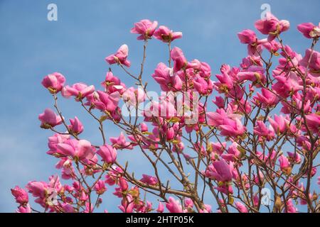 Der Blick auf die wunderschöne lila japanische Magnolie (Magnolia liliiflora) blüht auf dem blauen Himmel Hintergrund im Frühjahr. Japan Stockfoto