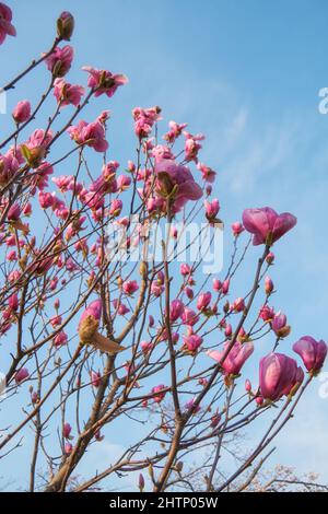 Der Blick auf die wunderschöne lila japanische Magnolie (Magnolia liliiflora) blüht auf dem blauen Himmel Hintergrund im Frühjahr. Japan Stockfoto