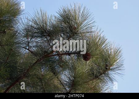 Japanische Schwarzkiefer (Pinus thunbergii), eine Kiefer, die in den Küstengebieten Japans beheimatet ist. Japan Stockfoto