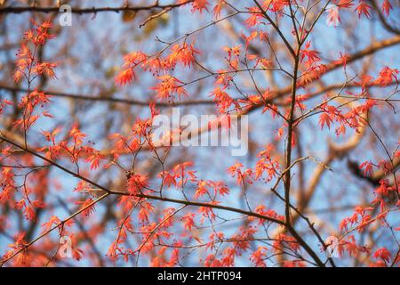 Der Blick auf die jungen roten Blätter des japanischen Ahorns (Acer palmatum) im Frühjahr. Japan Stockfoto