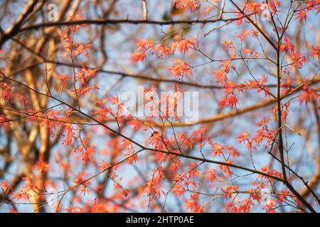 Der Blick auf die jungen roten Blätter des japanischen Ahorns (Acer palmatum) im Frühjahr. Japan Stockfoto