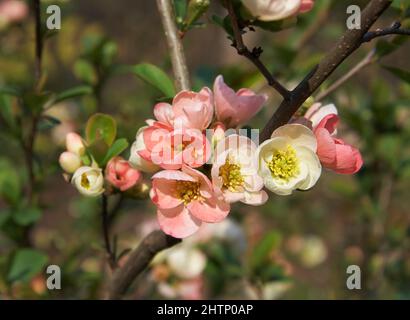 Die rosa Blüten der chinesischen Quitte (Chaenomeles speciosa) im japanischen Garten im Frühjahr. Japan Stockfoto