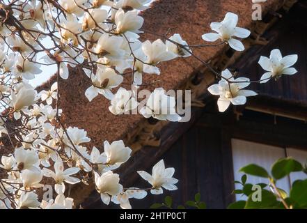 Der Blick auf die weißen Magnolienblumen auf dem Hintergrund des braunen Strohdachs des Hauses im Gassho-Stil. Japan Stockfoto