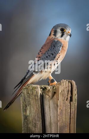 Eine Nahaufnahme eines gefangenen amerikanischen Turmfalken, Falco sparverius, der auf einem alten Baumstumpf sitzt Stockfoto