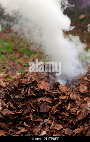 Rauch kommt aus dem Haufen brennender Blätter Stockfoto