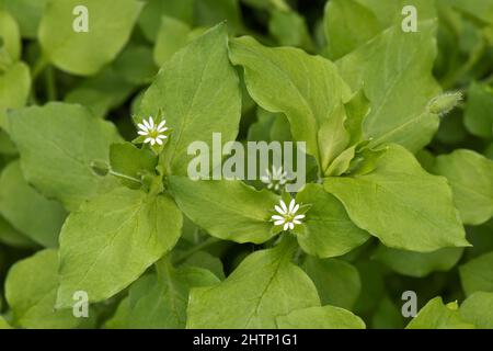 Kicherkraut (Stellaria media), saure grüne Blätter und kleine weiße Blüten auf einem jährlichen Unkraut, in der Grafschaft, im Juni Stockfoto