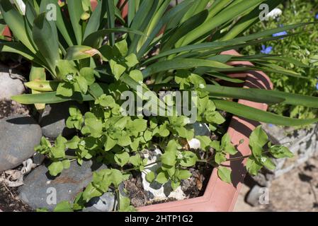 Kicherkraut (Stellaria media) saure grüne Blätter und kleine weiße Blüten auf einem jährlichen Unkraut in einem Gartencontainer, in der Grafschaft, im Juni Stockfoto