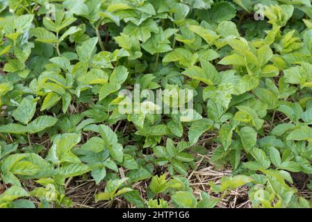Blätter des Erdältesten (Aegopodium podagraria), die aus fragmentierten Rhizomen in einem kultivierten Blumenbeet entstehen, in der Grafschaft von Laub, Mai Stockfoto
