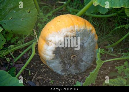 Schimmel, hauptsächlich blauer Schimmel (Penicillium spp.), der im Herbst die wachsenden Kürbisfrüchte (Cucurbita pepo) betrifft, in der Region von Bekshire, Oktober Stockfoto