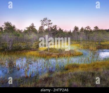 Sommerlandschaft mit Sumpfmoor und See bei Sonnenuntergang Stockfoto