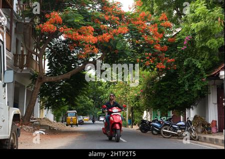 PONDICHERRY, Indien - Juli 2016: Eine wunderschöne Delonix Regia in Blüte im Kolonialgebiet der Stadt. Stockfoto