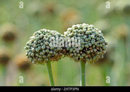 Feld von Zwiebelpflanzen in der Blüte angebaut, um Zwiebelsamen zu produzieren. Stockfoto