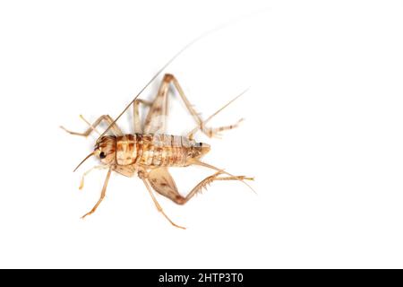 Kubanische Cricket, Gryllus assimilis, eine Brutart, Nahrungsinsekt. Nahrung für Reptilien, Amphibien, Spinnen. Stockfoto