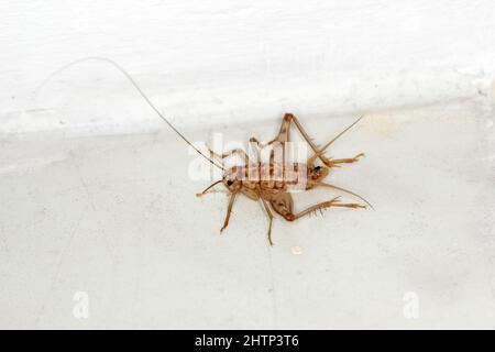 Kubanische Cricket, Gryllus assimilis, eine Brutart, Nahrungsinsekt. Nahrung für Reptilien, Amphibien, Spinnen. Stockfoto